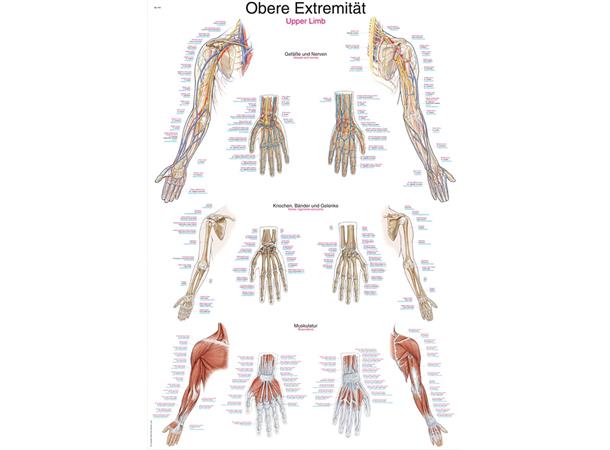 Plakat Upper Limb AL113